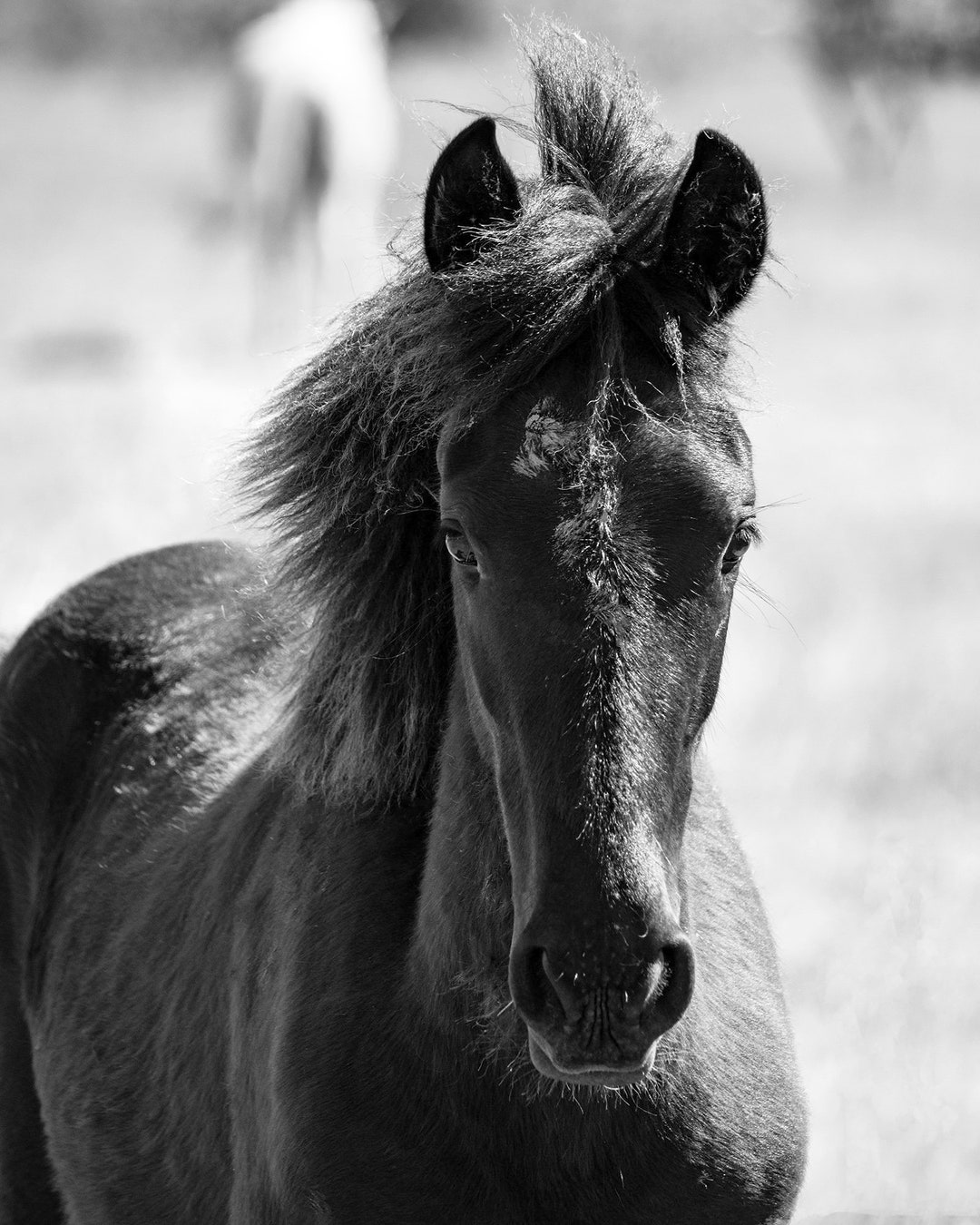 Black And White Horse Photography Print Equestrian Art For Home Decor black-and-white-horse-photography-print-equestrian-art-for-home-decor