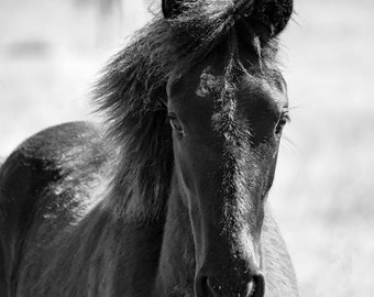 Stampa fotografica di cavalli in bianco e nero - Arte equestre per l'arredamento della casa