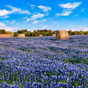 Bluebonnet Flowers Hay Bales Wall Art