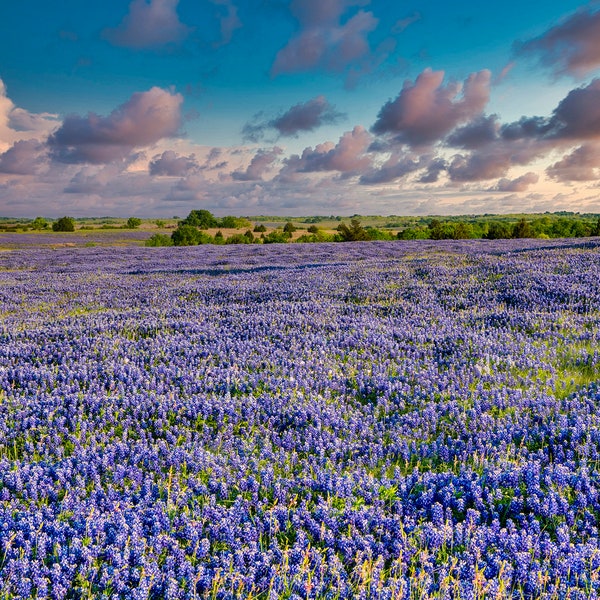 Bluebonnet Art - Etsy