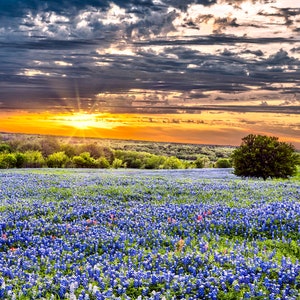 Sugar Hill Bluebonnet Sunset Wall Art Photography (Print/Canvas)