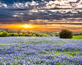 May include: A field of bluebonnet wildflowers in bloom under a dramatic sunset sky. The sun is setting behind a line of trees, casting a warm glow over the landscape. A single tree stands in the field, silhouetted against the sky.