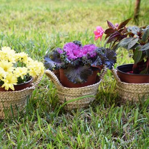 May include: Three potted plants in woven baskets. The plants are a yellow daisy, a purple flowering cabbage, and a pink flowering plant. The baskets are made of natural materials and have a rustic look.