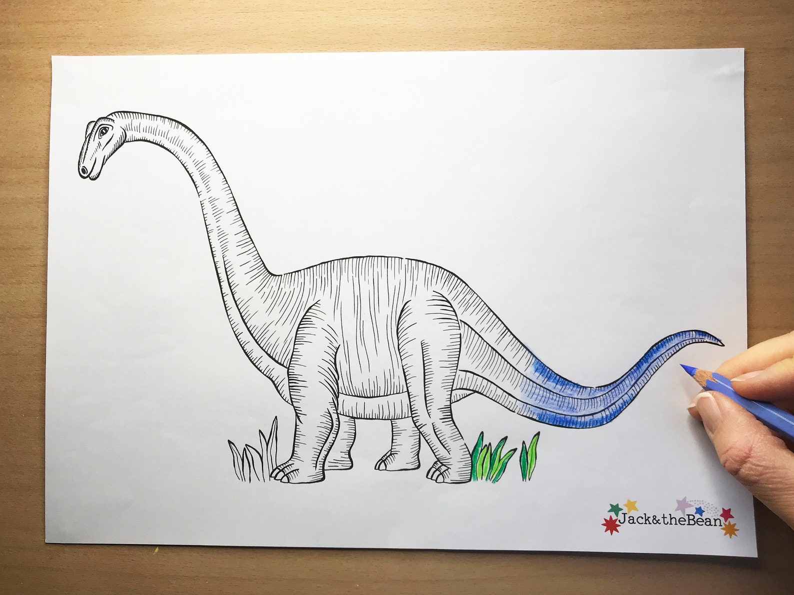 diplodocus colouring