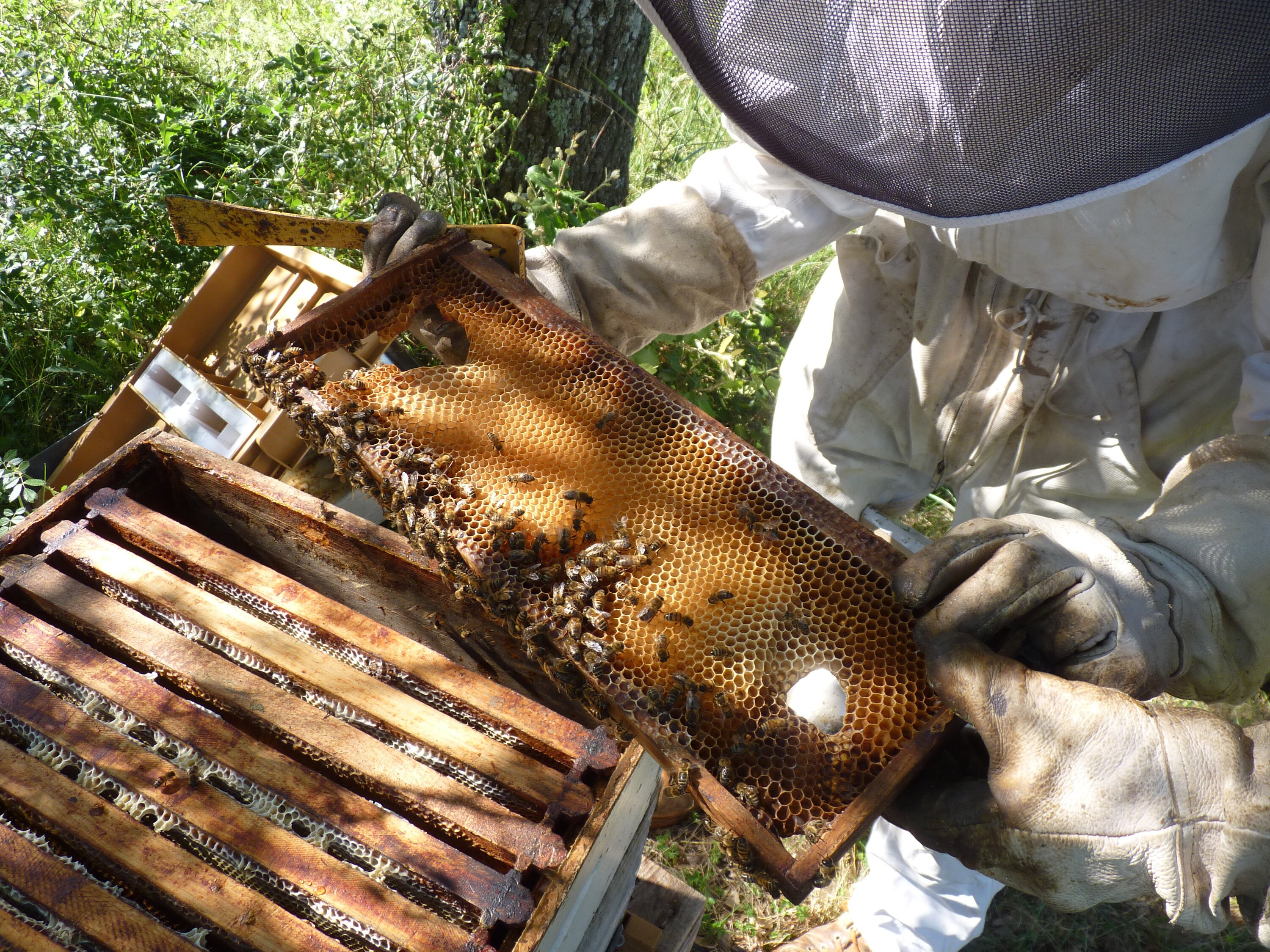 Miel de Garrigue 500 Grammes, 100% Naturel et Artisanal, Récolté en Provence
