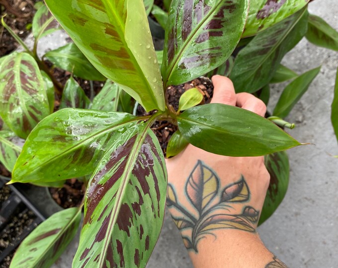 4 Musa Sumatrana X Gran Nain Cross Produces Edible Red Banana Etsy