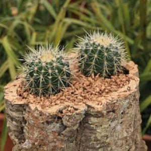 Natural Cork Bark Planter (Oak Tree, The Tree Didn't Die),reclaimed log planter,succulent pot,raw material tree bark, Tree bark wooden Vase