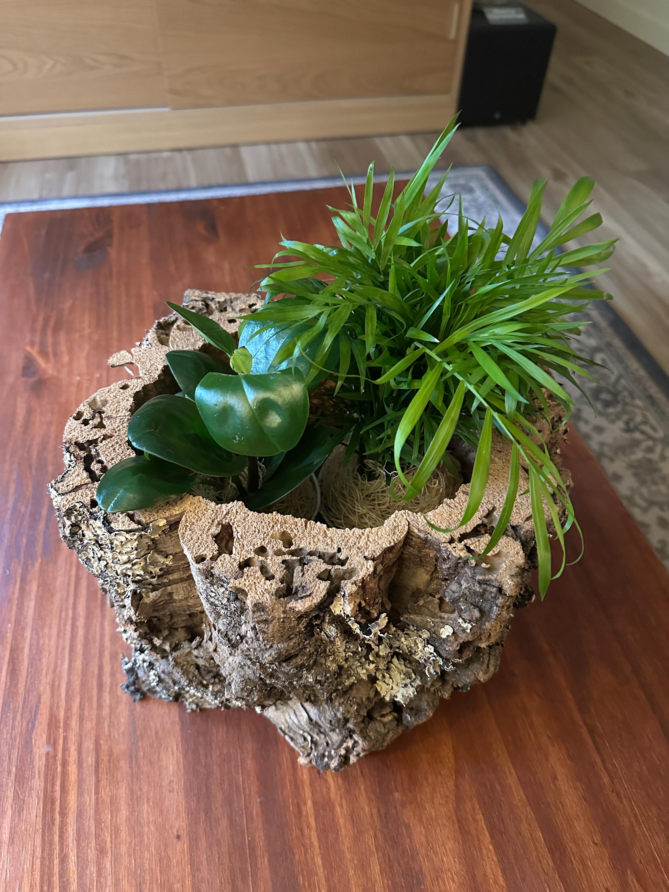 ULTECHNOVO Pot Fleur en Écorce de Liège 10 Cm, Jardinière