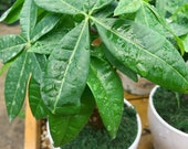 Money tree Bonsai