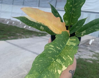 Ring of Fire Philodendron/ LIVE PLANT 4”/ FLORIDA ghost 4”