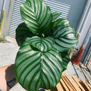 Orbifolia Calathea 6”