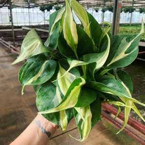 Silver stripe Philodendron 6”