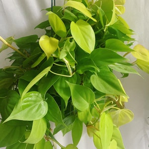 Lemon Philodendron 8” hanging basket/ trailing plant