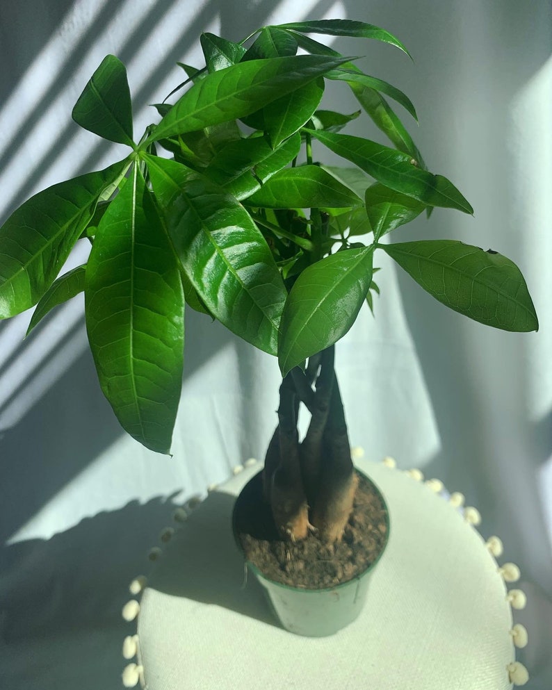 LIVE Money Tree Pachira Aquatica Good Luck Tree Bonsai Braided Etsy