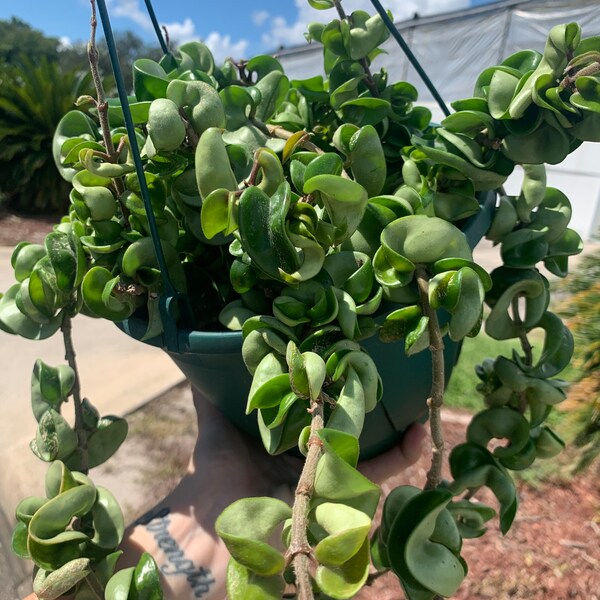 Hoya Rope Plant Etsy