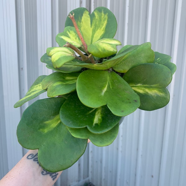 Hoya kerri inner variegated 6”