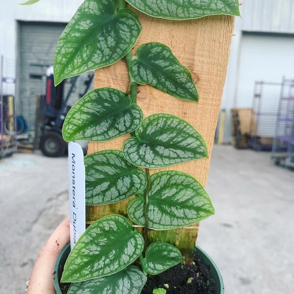 RARE Monstera Dubia 4”