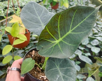 Alocasia Regal Shield 4”