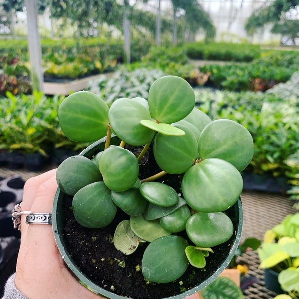 Peperomia Hope 4”