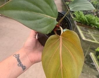 Summer Glory Philodendron 4”