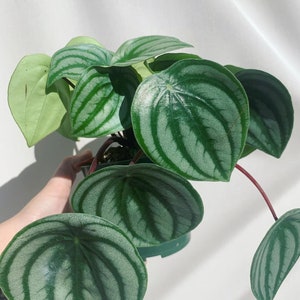 Peperomia Watermelon/ 4” / LIVE PLANT/ houseplant