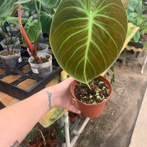 El Choco Red Philodendron