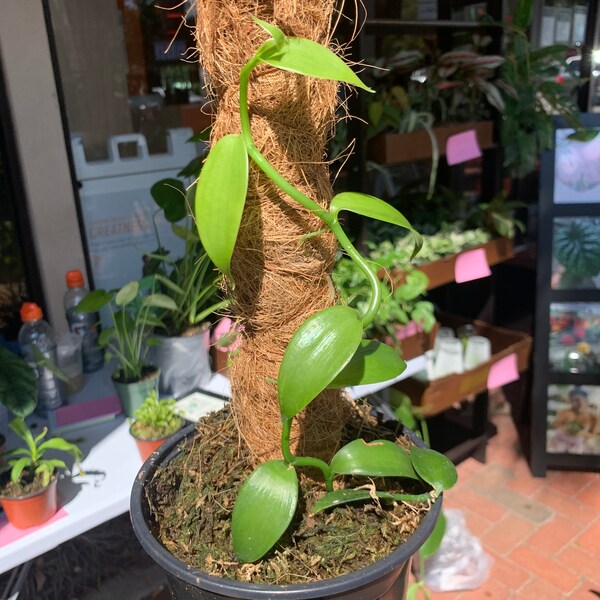 Vanilla Bean Plant Etsy