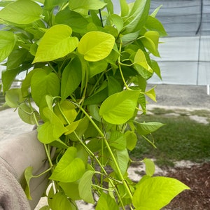 Neon Pothos 8”