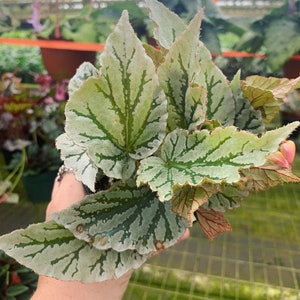 Begonia Bundle Pack 1-4 pack select option