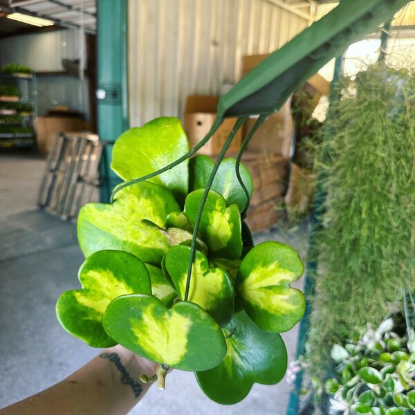 Hoya Kerri Variegated  6” HB