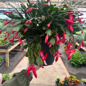 Christmas Cactus