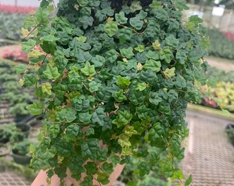 String of frogs pilea