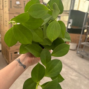 Hoya pachyclada 6” + chelsea 8” long