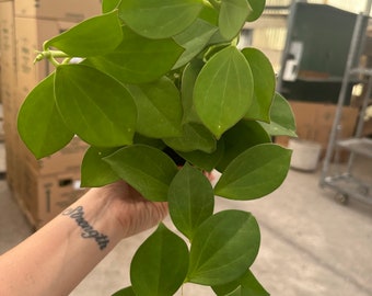 Hoya pachyclada 6” + chelsea 8” long