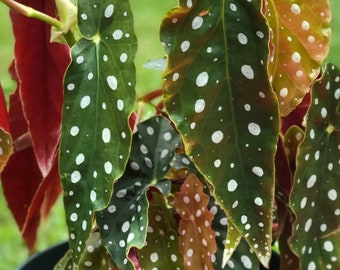 Begonia Macaulata 4”