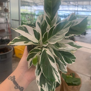 White fusion Calathea 4”