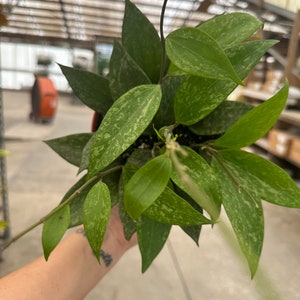 Hoya Rangsan 6”