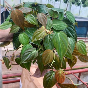 Micans 6” philodendron