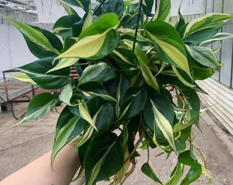 philodendron silver stripe 8” HB