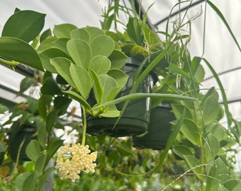 Hoya pachyclada 8” no bloom