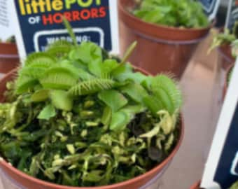 VFT