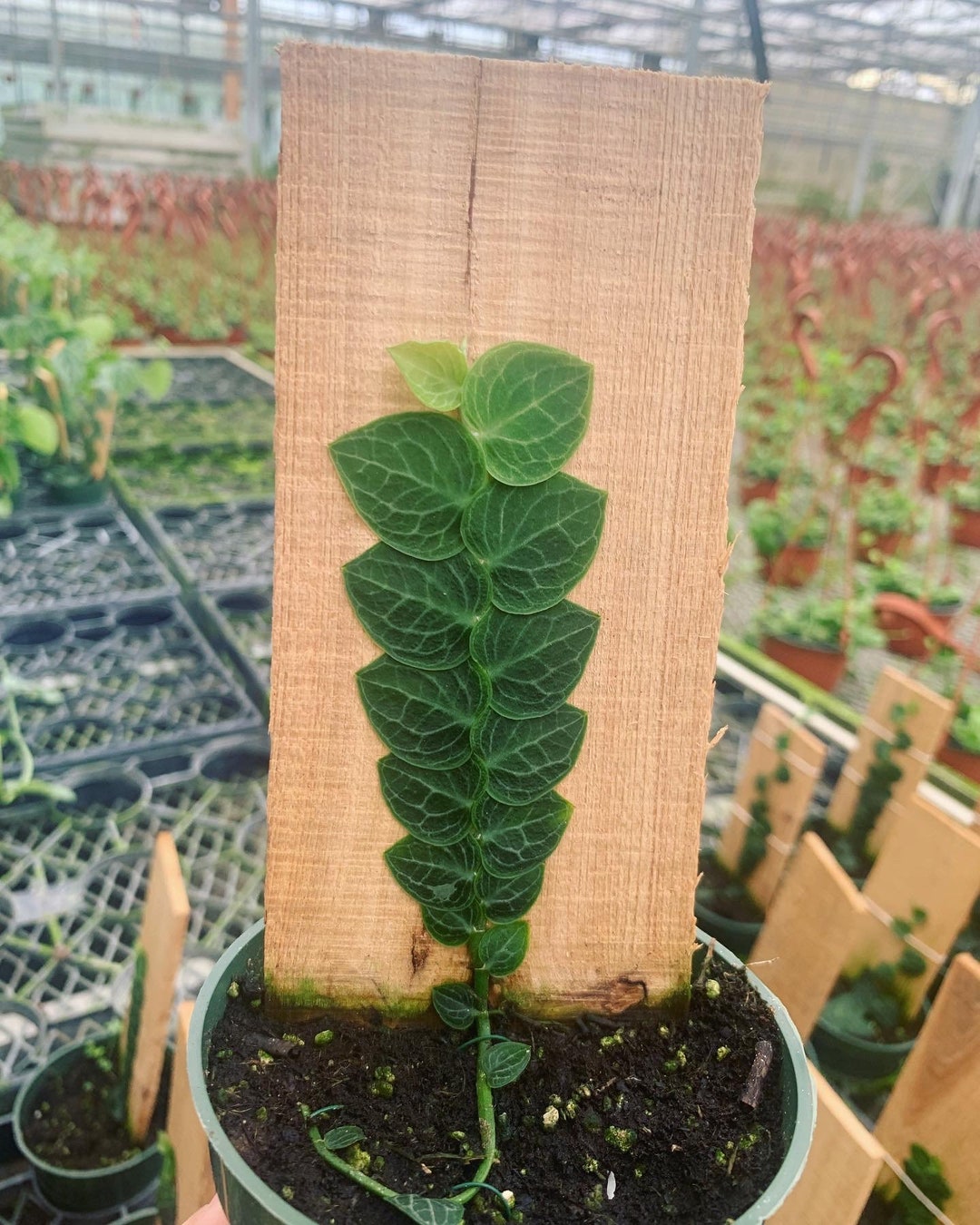 Shingle Board 4 Climbing Plantrare Etsy