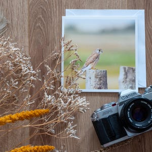 Kestrel Greeting Card