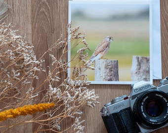 Carte de voeux crécerelle