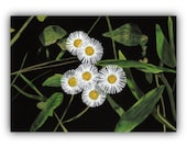 Fleabane Wildflower - ORIGINAL Watercolor and White Ink Painting on black paper 5&quot;x7&quot; Art, nature art, wall art, illustration, floral