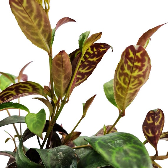 Zebra Basket Vine Rare Plant Etsy