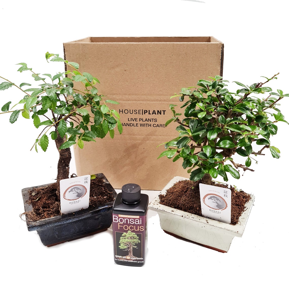 Bonsai Mystery Box House Plant Etsy