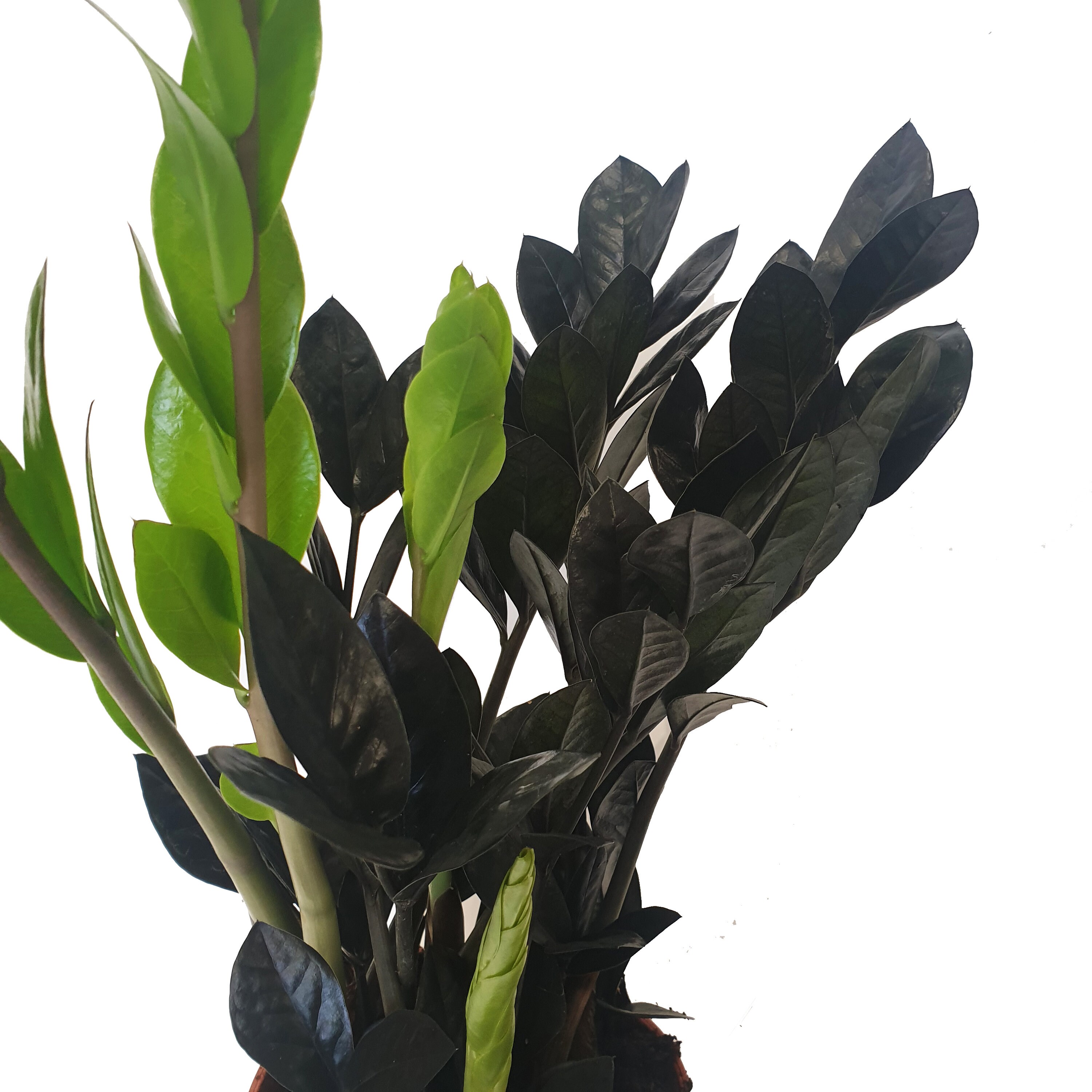 Zamioculcas Super Nova Black XL Black ZZ Plant House Plant Etsy