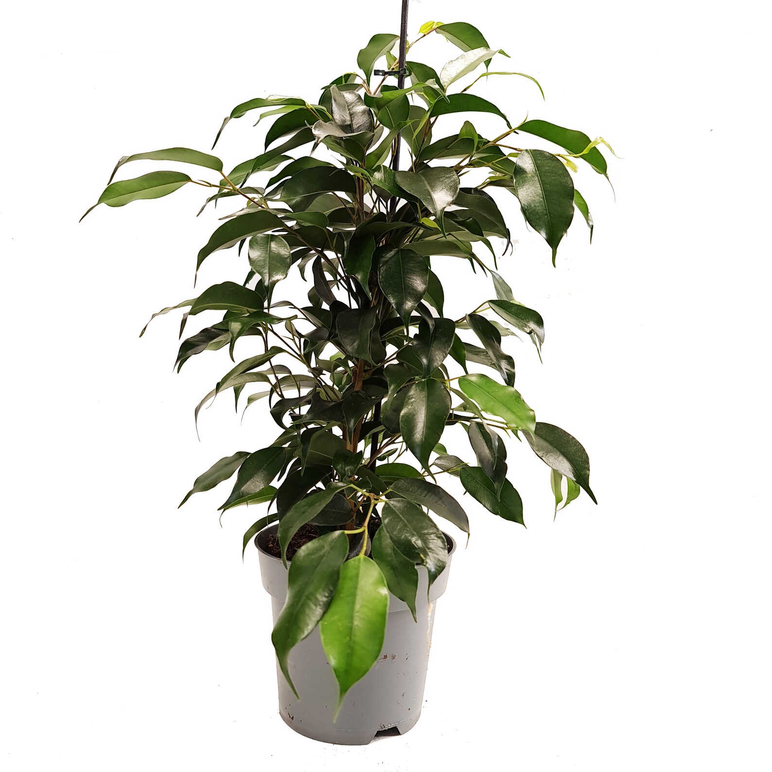 Ficus Benjamina �Danielle� House Plant Etsy Ficus Benjamina �Danielle� House Plant Etsy