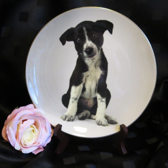 Vintage Puppy/Dog Plate Vintage by Royal Doulton Royal Mail Collection RSPCA Limited Edition Collie Dog 21 cm in Diameter